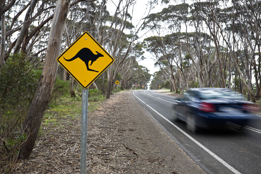 Car accidents with animals on the road