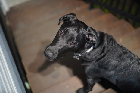 dog injury compensation blog
