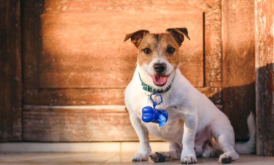 Pets in rental properties