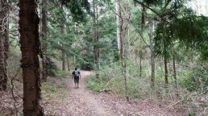 Stay injury free when bushwalking